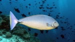Naso hexacanthus SleekUnicornfish DMS