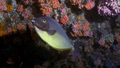 Naso hexacanthus SleekUnicornfish1 DMS