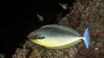 Naso hexacanthus SleekUnicornfish2 DMS