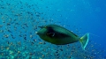 Naso unicornis Bluespine unicornfish DMS