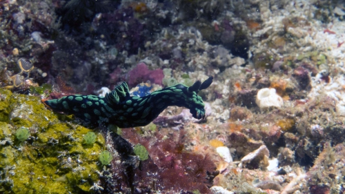 Nembrotha cristata CrestedNembrotha DMS