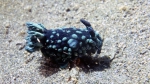 Nembrotha cristata CrestedNembrotha3 DMS