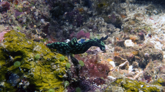 Nembrotha cristata CrestedNembrotha DMS