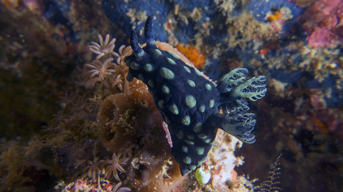 Nembrotha cristata CrestedNembrotha4 DMS