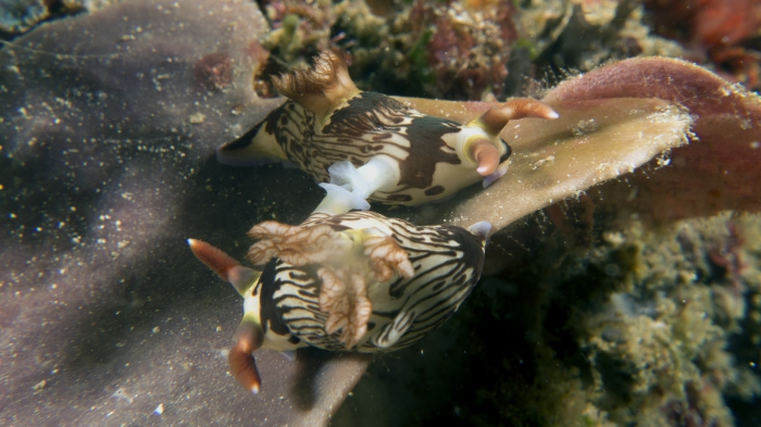 Nembrotha lineolata DMS