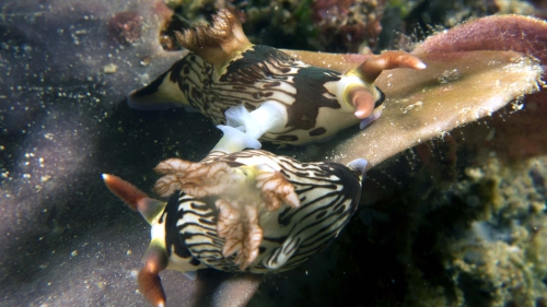 Nembrotha lineolata DMS