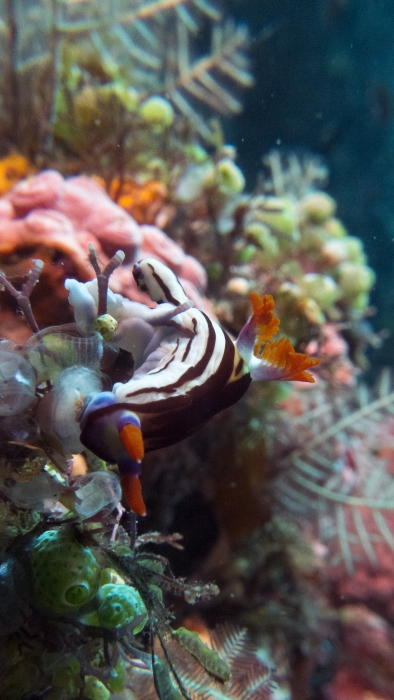 Nembrotha purpureolineata DMS