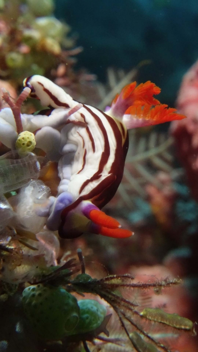 Nembrotha purpureolineata1 DMS