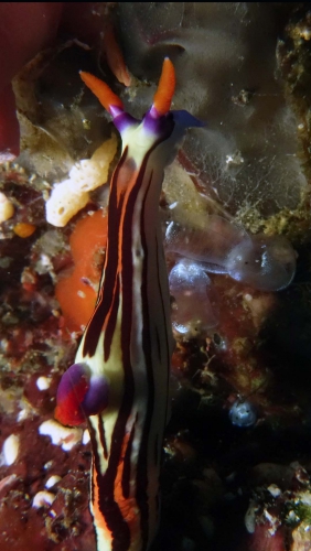 Nembrotha purpureolineata2 DMS