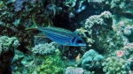 Neoniphon sammara Sammara squirrelfish DMS
