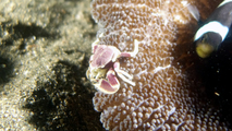 Neopetrolisthes maculatus SpottedPorcelainCrab DMS, author: ReefLifeApps.com