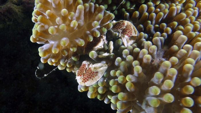 Neopetrolisthes maculatus SpottedPorcelainCrab1 DMS