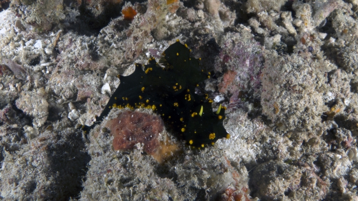 Notodoris gardineri GardinersNotodoris1 DMS Notodoris gardineri GardinersNotodoris1 DMS