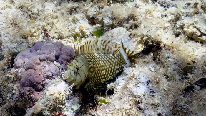 Novaculichthys taeniourus Rockmover wrasse Intermediate DMS