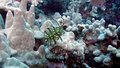 Novaculichthys taeniourus Rockmover wrasse Juvenile DMS