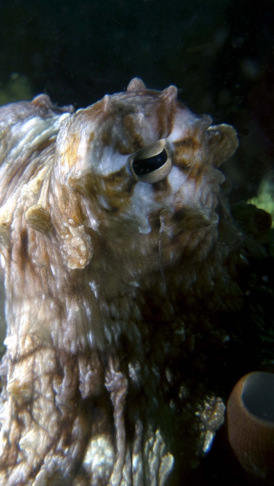 Octopus cyanea CommonOctopus DMS Octopus cyanea CommonOctopus DMS
