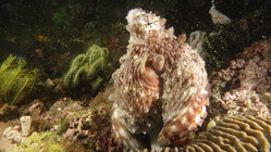 Octopus cyanea CommonOctopus1 DMS