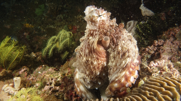 Octopus cyanea CommonOctopus1 DMS Octopus cyanea CommonOctopus1 DMS