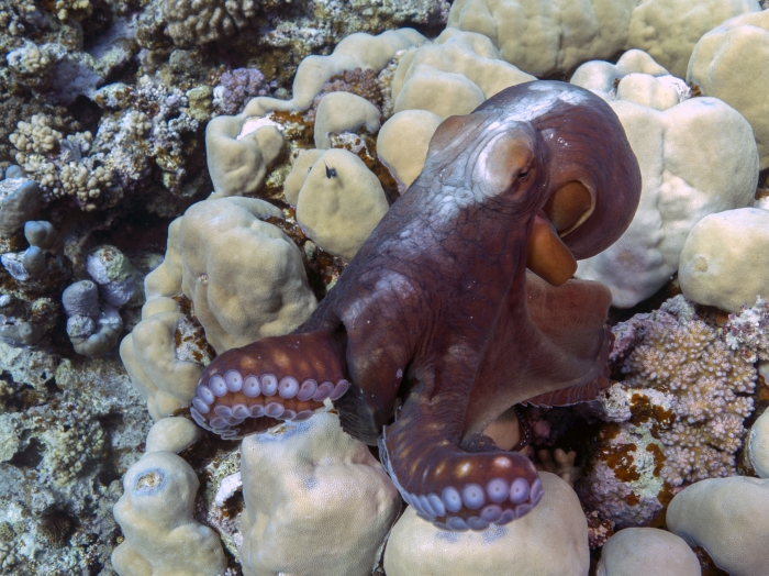 Octopus cyanea Reef octopus DMS Octopus cyanea Reef octopus DMS