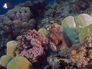 Octopus cyanea Reef octopus2 DMS