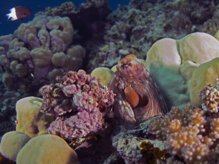 Octopus cyanea Reef octopus2 DMS Octopus cyanea Reef octopus2 DMS