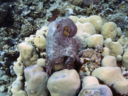 Octopus cyanea Reef octopus3 DMS