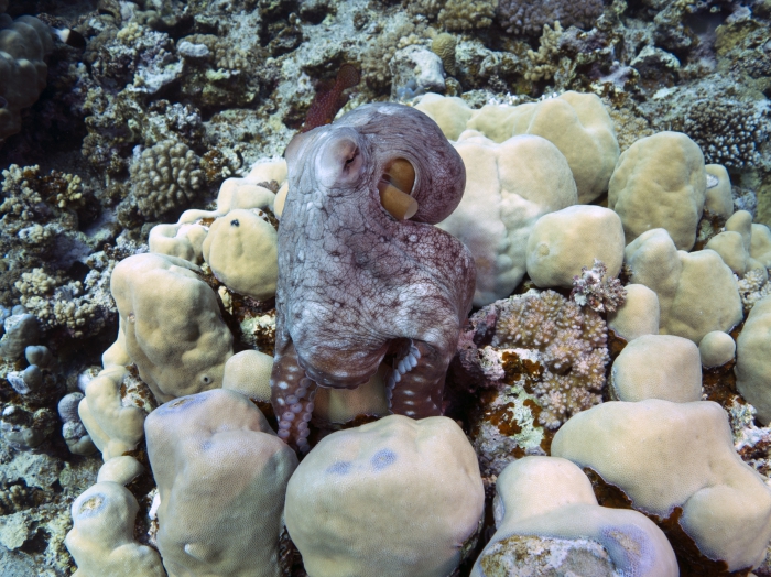 Octopus cyanea Reef octopus3 DMS Octopus cyanea Reef octopus3 DMS
