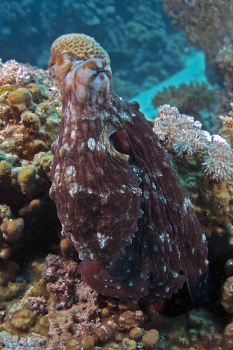 Octopus cyanea Reef octopus4 DMS Octopus cyanea Reef octopus4 DMS