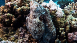 Octopus cyanea Reef octopus5 DMS