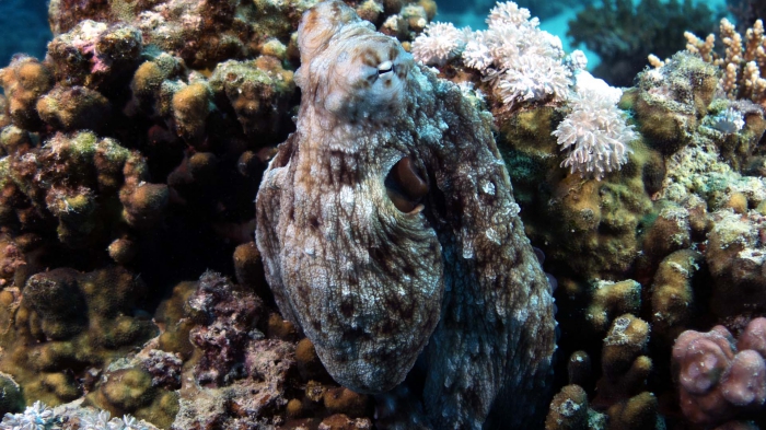 Octopus cyanea Reef octopus5 DMS Octopus cyanea Reef octopus5 DMS