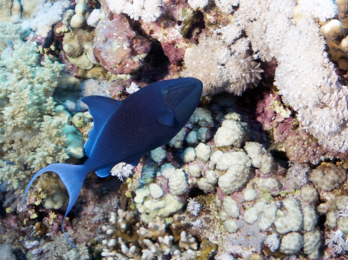 Odonus niger Redtoothed trigger DMS