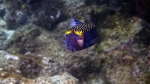 Ostracion meleagris SpottedBoxfish Male DMS