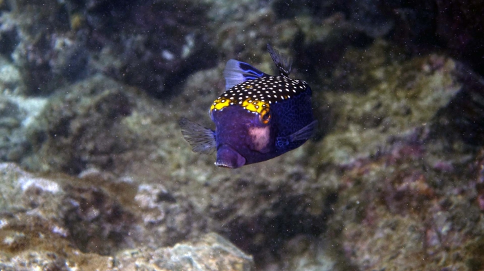 Ostracion meleagris SpottedBoxfish Male DMS