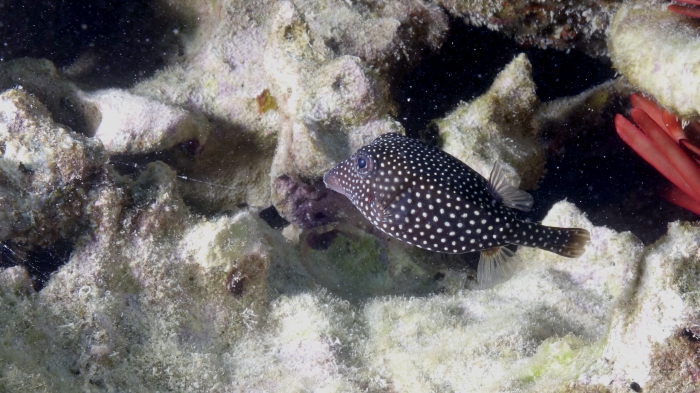 Ostracion meleagris SpottedBoxfish2 Female DMS