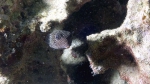 Ostracion meleagris SpottedBoxfish3 Female DMS