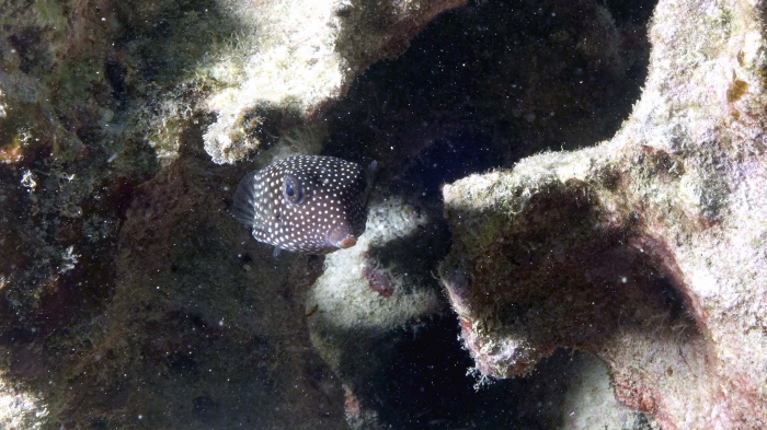 Ostracion meleagris SpottedBoxfish3 Female DMS Ostracion meleagris SpottedBoxfish3 Female DMS