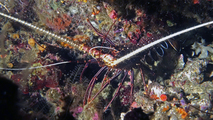 Panulirus versicolor PaintedSpinyLobster DMS, author: ReefLifeApps.com