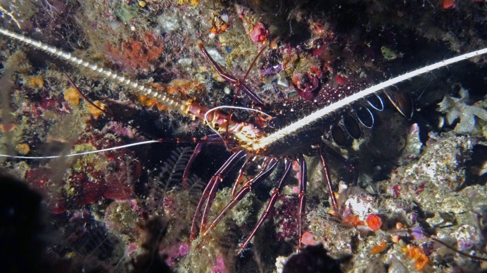 Panulirus versicolor PaintedSpinyLobster DMS Panulirus versicolor PaintedSpinyLobster DMS