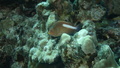 Paracirrhites arcatus ArcEyeHawkfish DMS