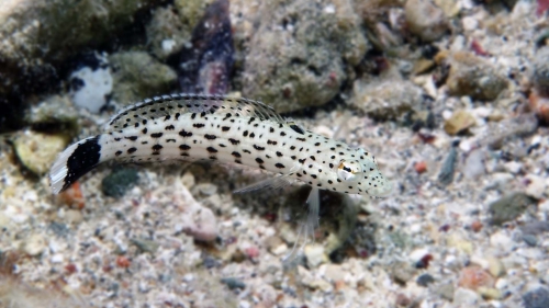 Parapercis hexophthalma Speckled sandperch1 DMS