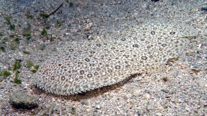 Pardachirus marmoratus Mosses sole DMS Pardachirus marmoratus Mosses sole DMS