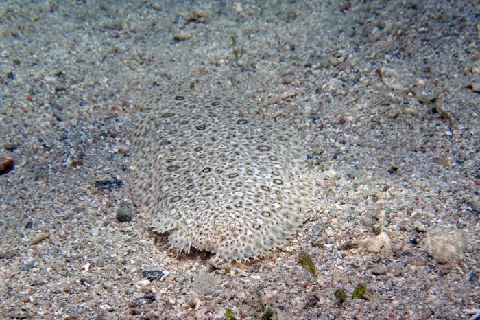 Pardachirus marmoratus Mosses sole1 DMS Pardachirus marmoratus Mosses sole1 DMS