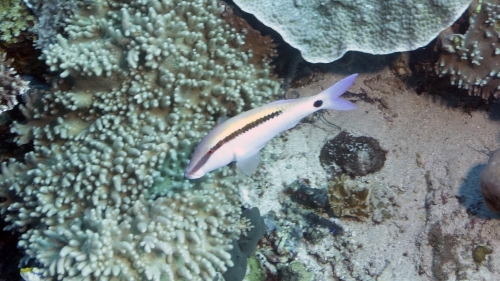 Parupeneus barberinus DashDotGoatfish DMS