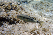 Parupeneus forsskali Red sea goatfish DMS