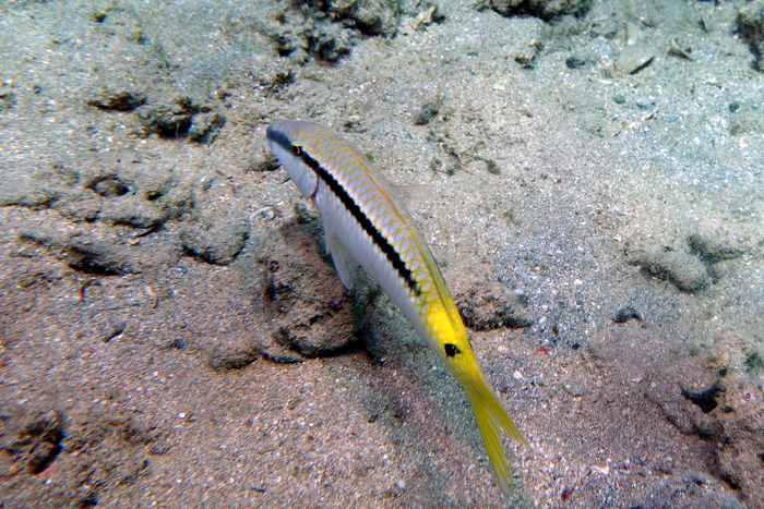 Parupeneus forsskali Red sea goatfish1 DMS