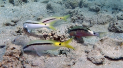 Parupeneus forsskali Red sea goatfish2 DMS