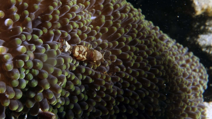 Periclimenes cf. brevicarpalis DMS Periclimenes cf. brevicarpalis DMS