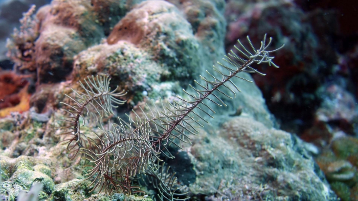 Comatulidae Comatulidae