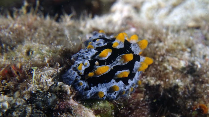 Phyllidia coelestis DMS