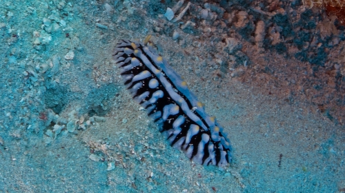 Phyllidia varicosa DMS